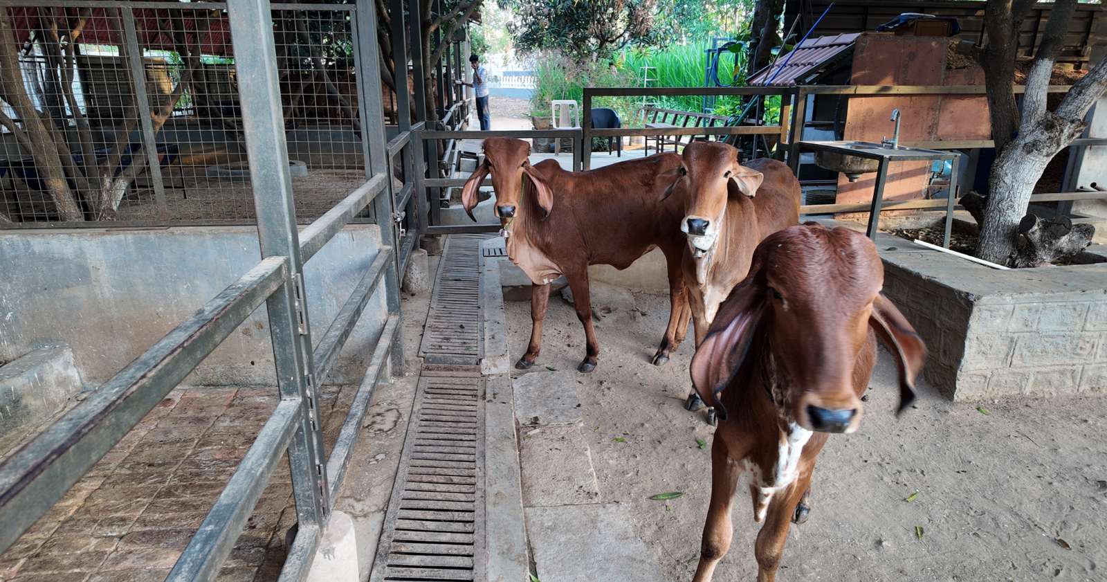 Modern gaushaala at Marbella Farms and Resort