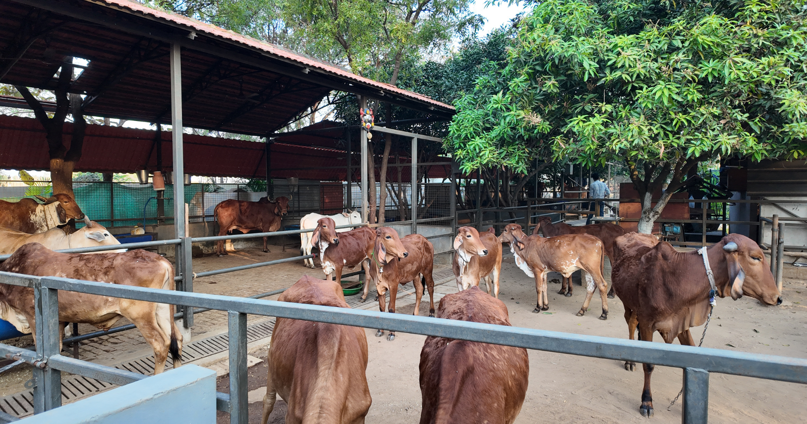 Modern gaushaala at Marbella Farms and Resort