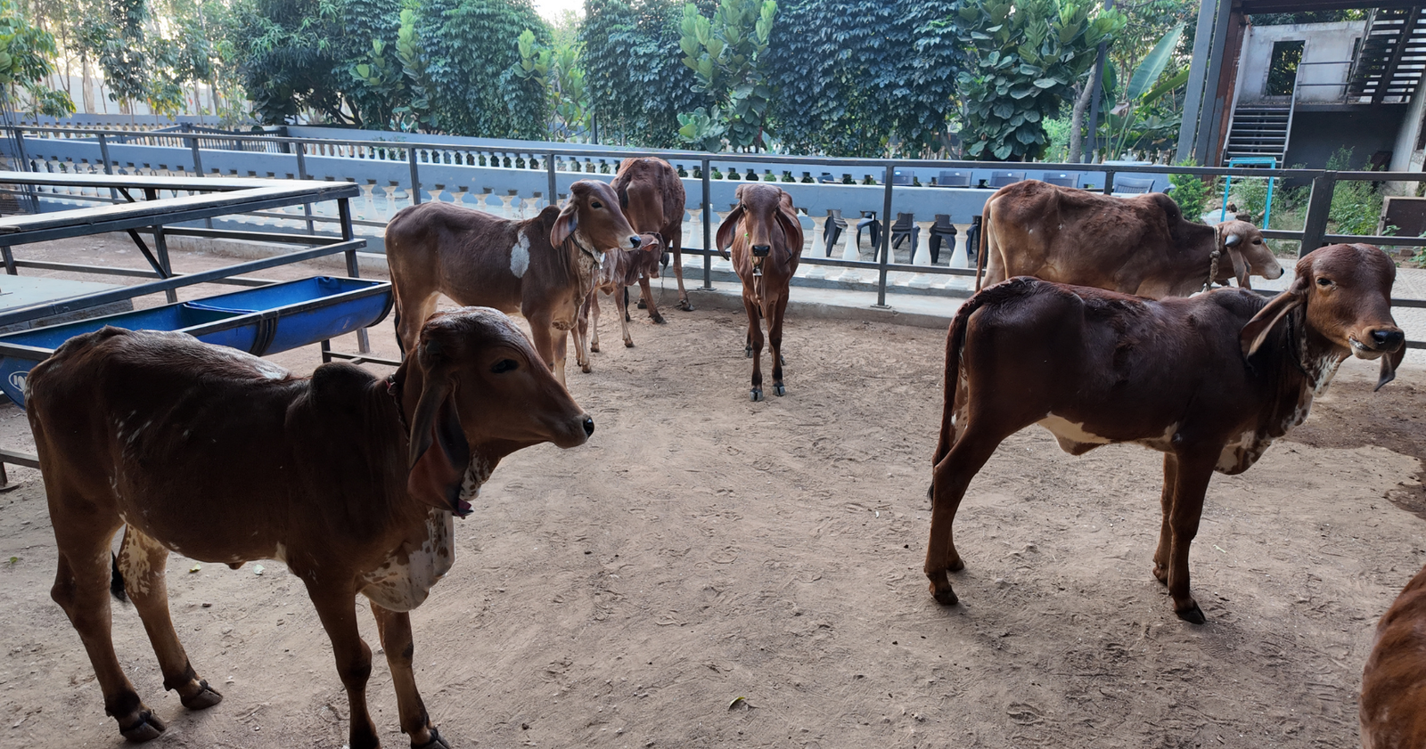 Modern gaushaala at Marbella Farms and Resort