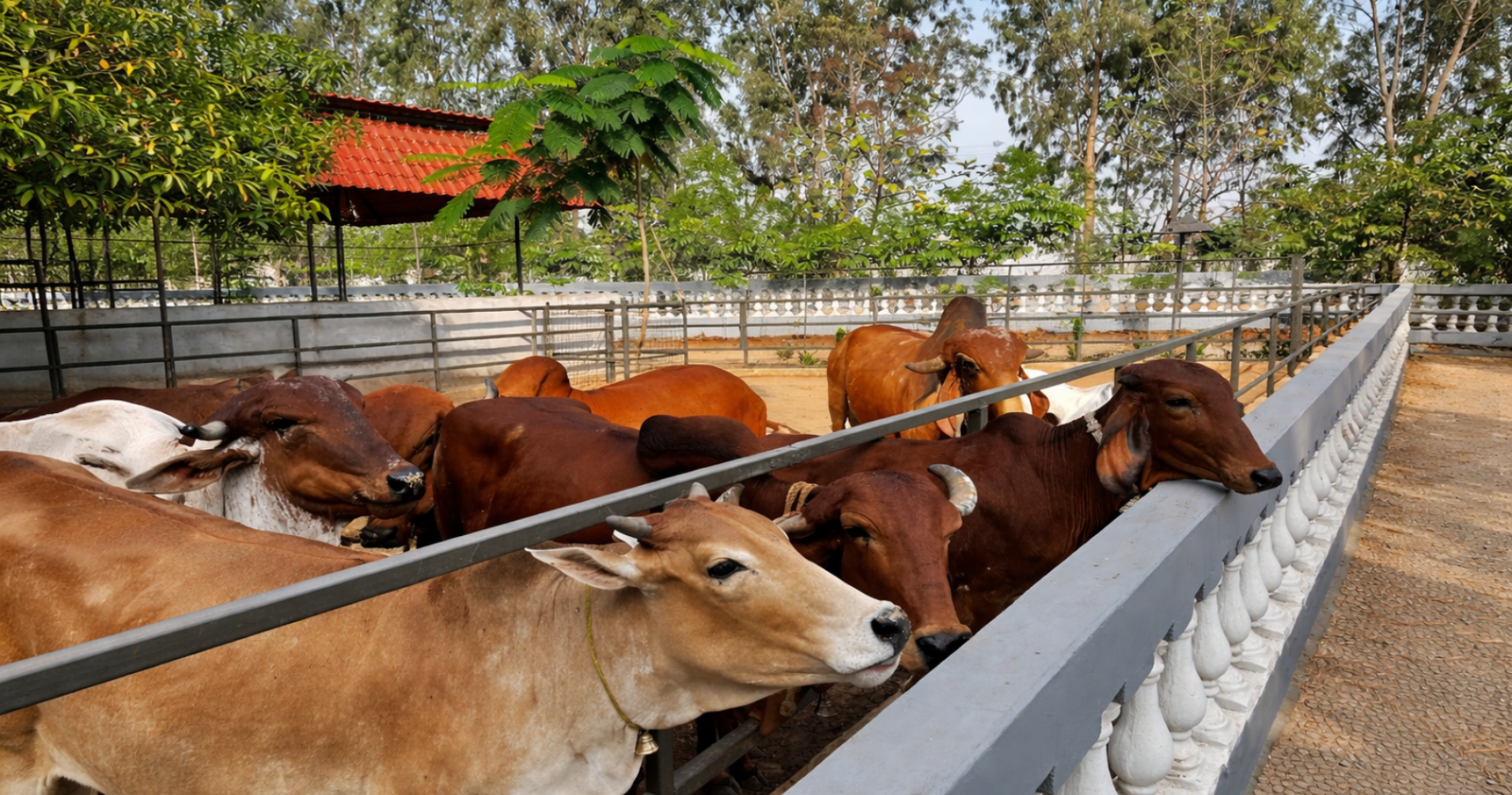 Modern gaushaala at Marbella Farms and Resort