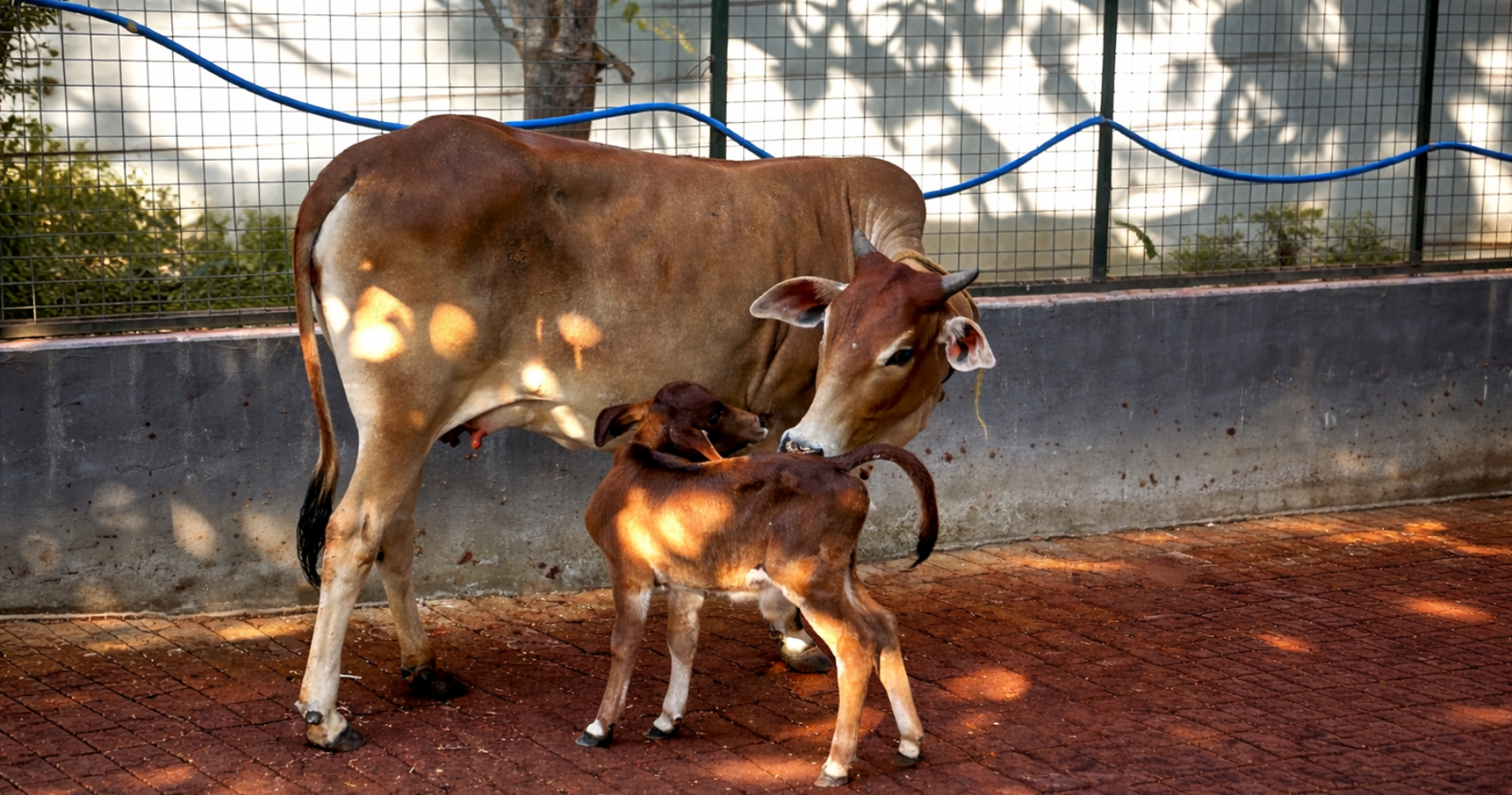 Modern gaushaala at Marbella Farms and Resort