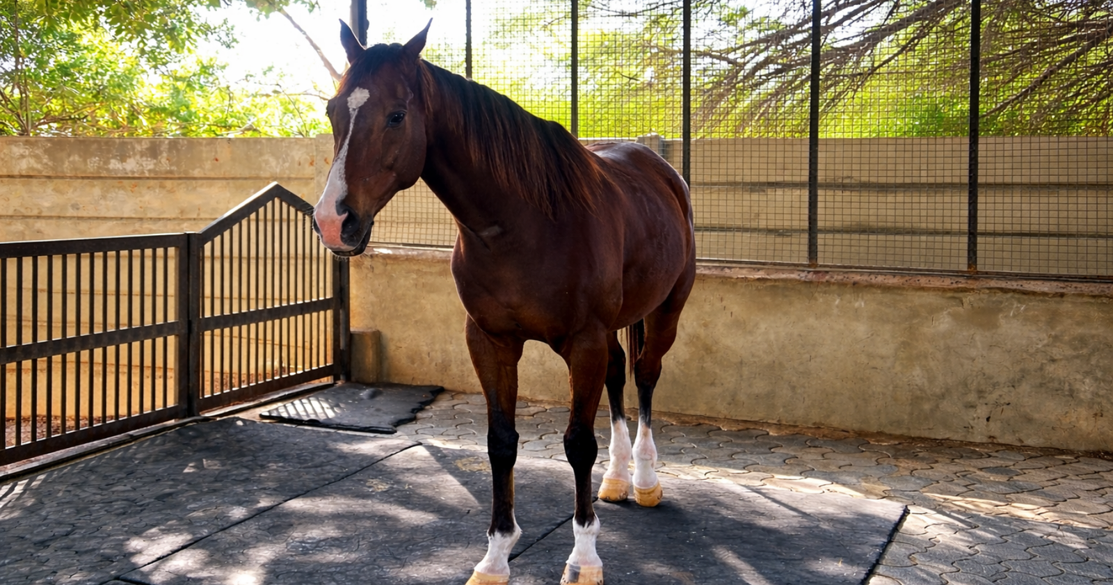 Horse riding experience at Marbella Farms and Resort