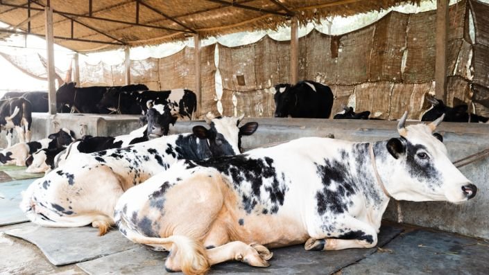 Modern gaushaala at Marbella Farms and Resort